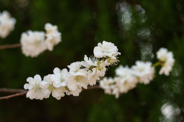 春天梨树（Pyrus）上白色花朵的特写照片图片下载