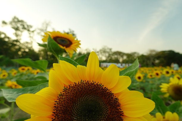 阳光明媚的向日葵田。背景是向日葵的照片。向日葵是像阳光一样的花朵。图片下载