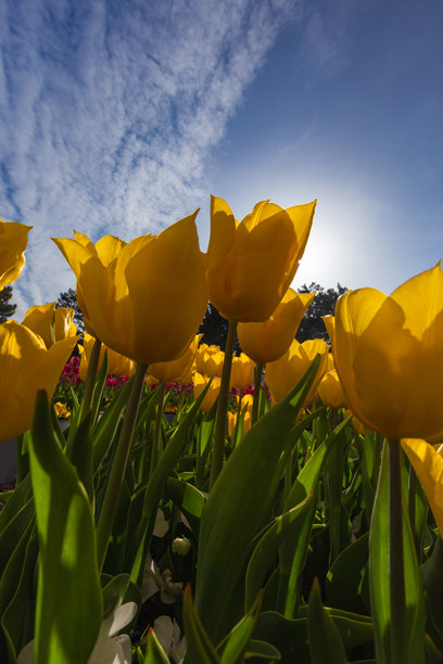 一片黄色郁金香在晴朗的天空下，库存照片图片下载