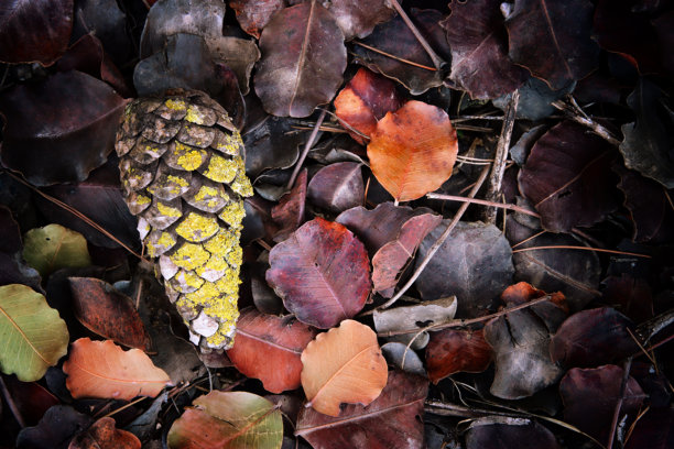 松果和树叶的俯视图图片图片下载