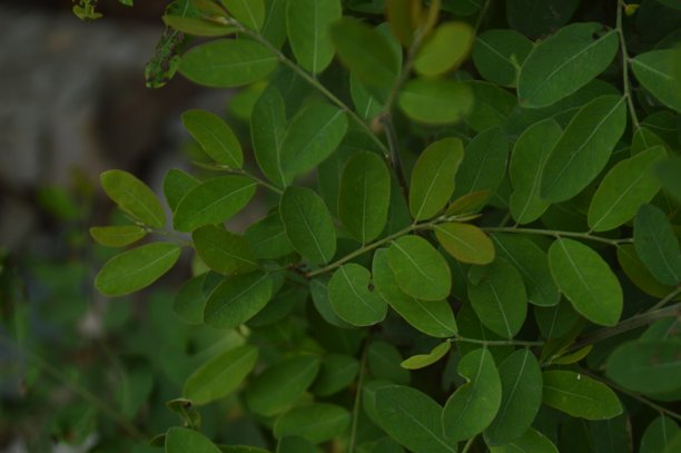 叶子的特写宏观照片。细致的绿色叶片，带有精美的脉络图案和阳光透射的透明感。图片下载