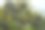 叶子的特写宏观照片。细致的绿色叶片，带有精美的脉络图案和阳光透射的透明感。图片下载