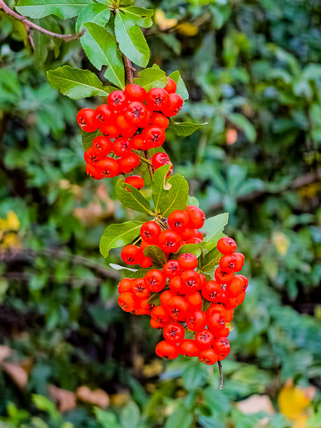 公园树木中使用的美丽火棘果实图片图片下载