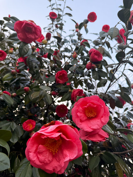 红色山茶花在阳光下茂密的灌木丛中盛开。这张图片可用于自然视觉、产品包装和花卉设计参考。图片下载