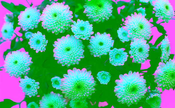 装饰性黄色菊花的小花和花蕾的细致照片图片下载