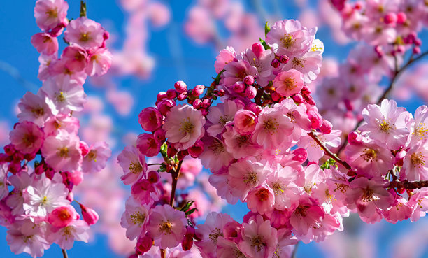 蓝天映衬下的日本樱花树 - 春季樱花盛开的艺术摄影。库存视频素材图片下载