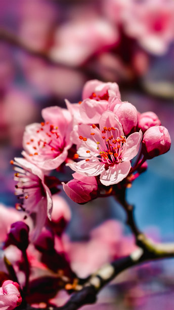 浪漫的粉色樱花特写 - 春天的觉醒自然摄影画布印刷婚礼装饰。竖版照片图片下载