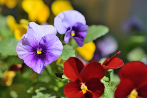 美丽可爱的三色堇图片，展现愉快的画面。图片下载