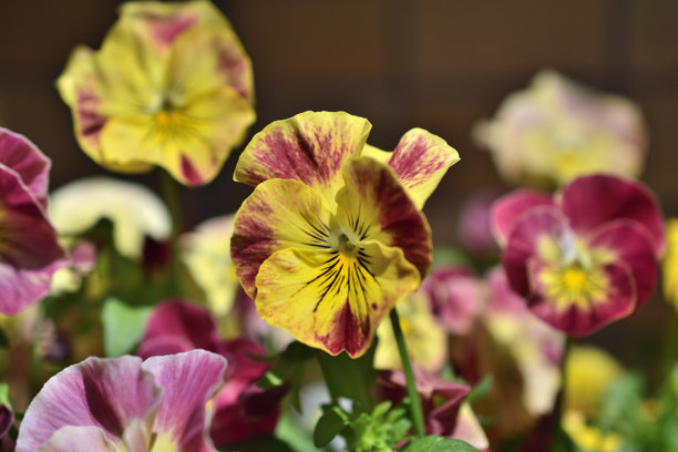 美丽可爱的三色堇图片，展现愉快的画面。图片下载