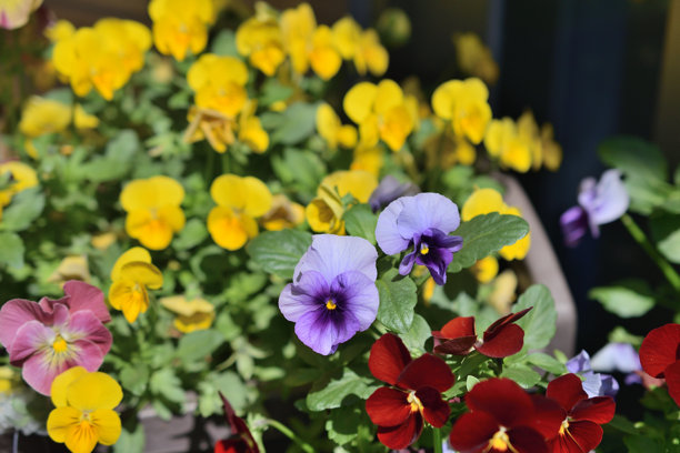 美丽可爱的三色堇图片，展现愉快的画面。图片下载