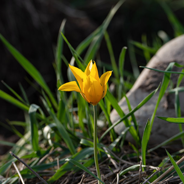 一张黄色科尔帕科夫斯基郁金香（Tulipa kolpakowskiana）和一只蜘蛛的方形照片图片下载