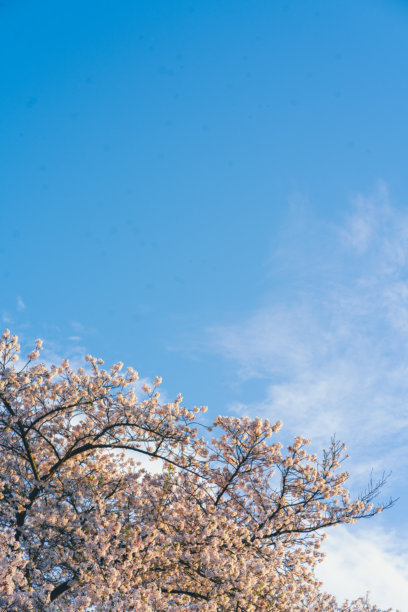 樱花照片，背景留白。图片下载