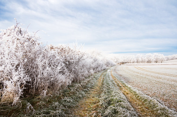 冬季风景，树木和田野上覆盖着霜冻。照片拍摄于奥地利布尔根兰的罗萨利亚地区。图片下载
