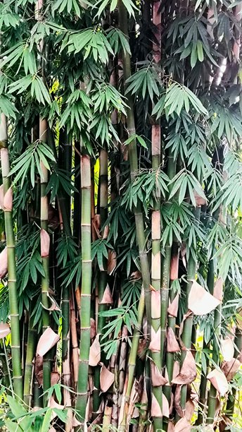 竹子与绿色叶子和茎的肖像照片图片下载