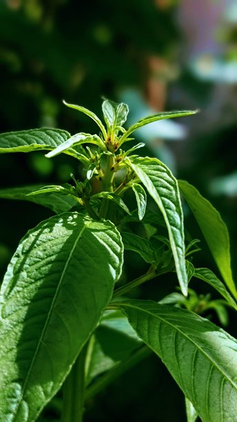 绿色草坪或绿色蔬菜的特写照片图片下载