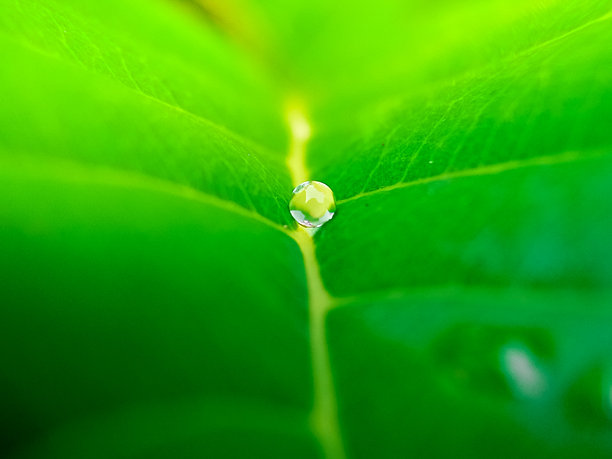 美丽而惊艳的微距照片，雨滴悬挂在野生植物上，背景是模糊的灌木丛。图片下载