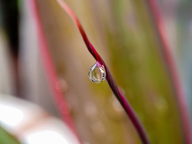 美丽而惊艳的微距照片，雨滴悬挂在野生植物上，背景是模糊的灌木丛。图片下载