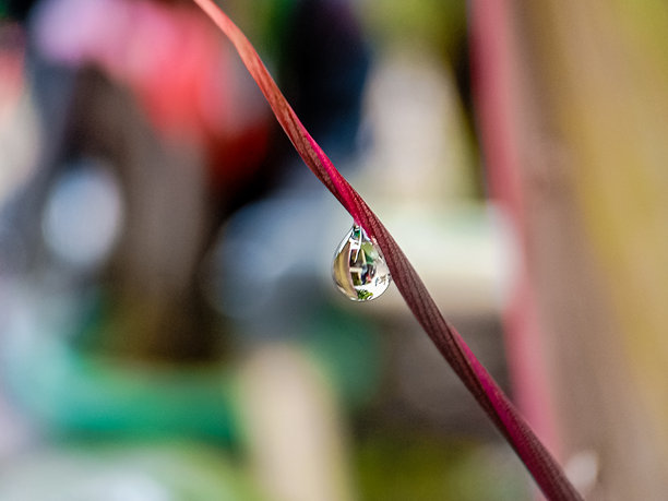 美丽而惊艳的微距照片，雨滴悬挂在野生植物上，背景是模糊的灌木丛。图片下载