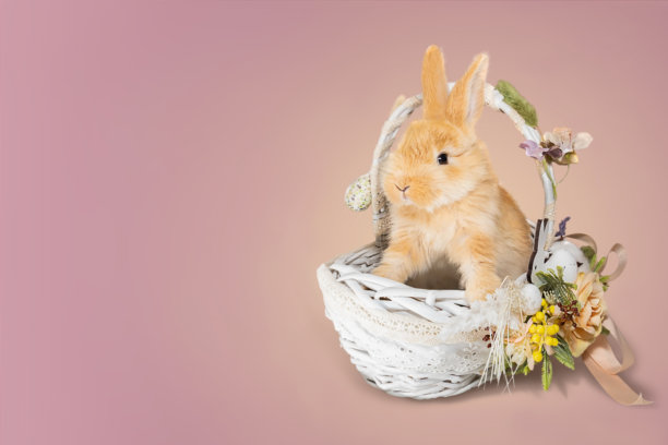小兔子在篮子里。复活节贺卡，库存照片。图片下载