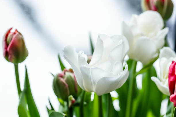 白色和红色郁金香花，特写照片，采用选择性对焦图片下载