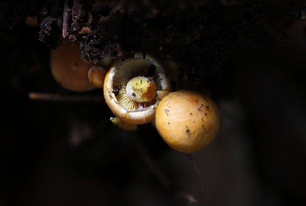 小型伞菌（砖红色伞菌，Kuritake）在黑暗腐烂木材上的帽子和背面照片（自然特写微距摄影）图片下载