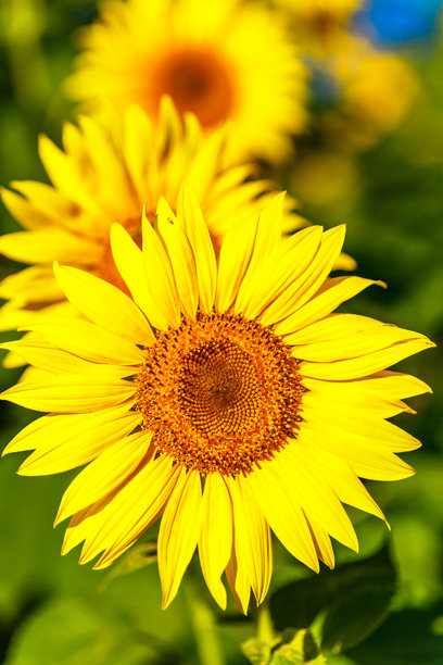 农业田野上盛开的黄色向日葵，背景是多云的天空。向日葵田。金色日落。向日葵特写。农业产业。耕作土地的照片。花卉图像。图片下载