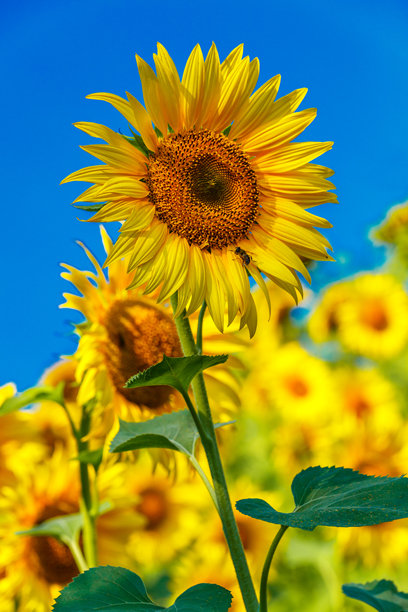 农业田野上金黄色的向日葵与天空中的云朵相映成趣。向日葵田。金色日落。向日葵特写。农业产业。耕作土地的照片。花卉图像。图片下载