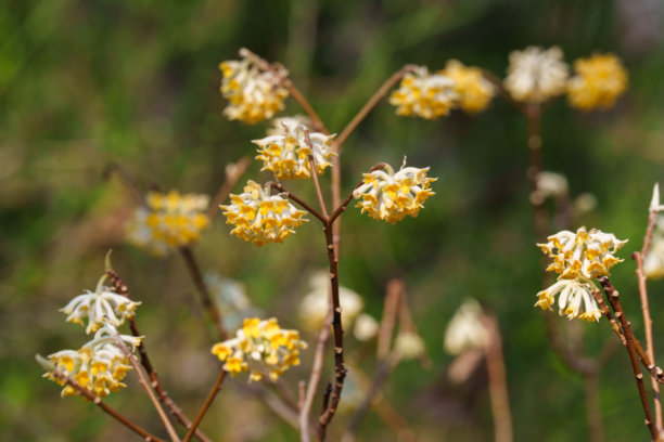 春天盛开的黄色榉树花的特写照片图片下载