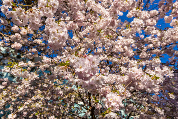 樱花或樱桃花树的高分辨率照片图片下载