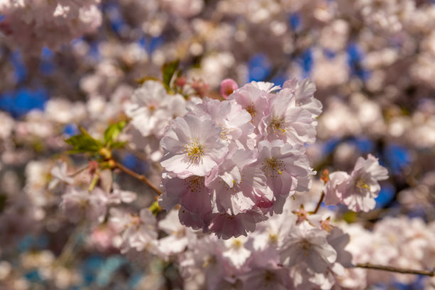 樱花或樱桃花树的高分辨率照片图片下载