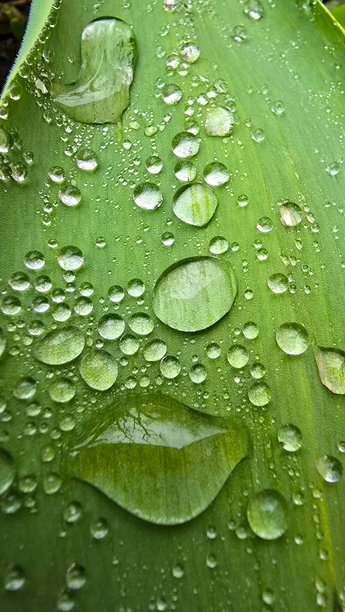 清晨在花园中拍摄的叶子上的雨滴照片图片下载