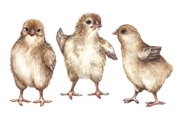 一组可爱的小鸡图片。手绘水彩插图。孵化小鸡的剪贴画。独立图像。用于制作复活节贺卡和邀请函、包装、标签、纺织品。图片下载