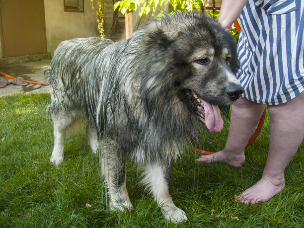 照片展示了一只高加索牧羊犬正在被一个女孩洗澡。狗狗安静地站在草地上，而女孩则用水管给它浇水。图片下载