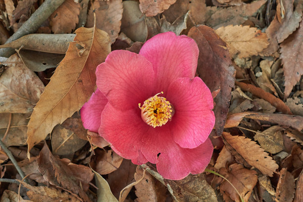 棕色落叶和红色山茶花的背景素材图片下载