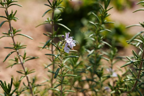 春天盛开的紫色迷迭香花和绿色叶子的特写照片图片下载