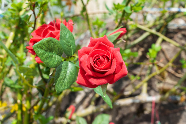 盛开的红玫瑰与绿色叶子的特写照片图片下载