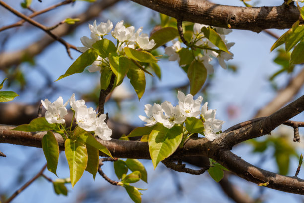 春天梨树（Pyrus）上白色花朵的特写照片图片下载