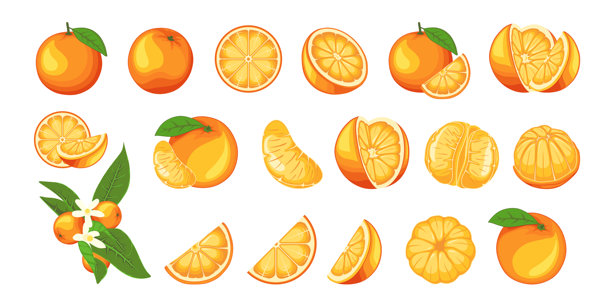 橙子水果矢量插图。卡通风格的整颗甜橙，橙色扭曲的果皮，带叶子的热带小橘子在树枝上，新鲜的橘子切片和对半切开的橘子。图片下载