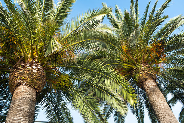 高大的棕榈树映衬着明亮的蓝天。这张照片捕捉了阳光明媚的日子在郁郁葱葱的户外环境中的精髓，非常适合自然、放松和热带氛围的主题。图片下载