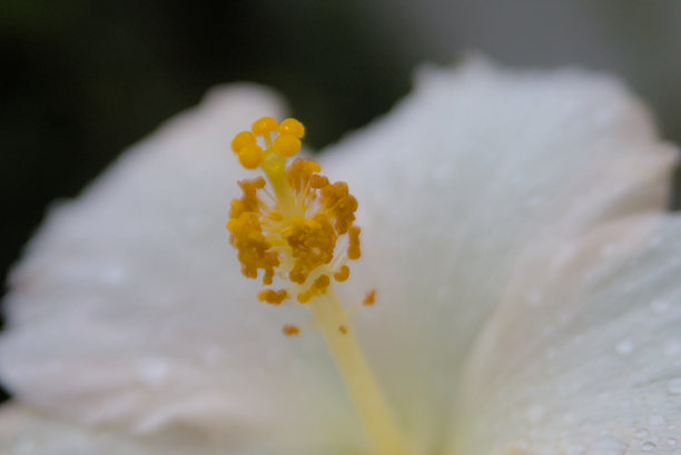 白色康乃馨花瓣和花粉的壮观照片图片下载