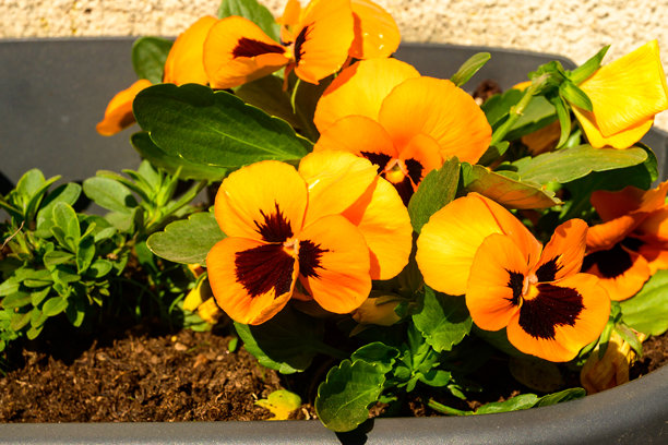 一束橙色花朵的照片：花园紫罗兰。图片下载