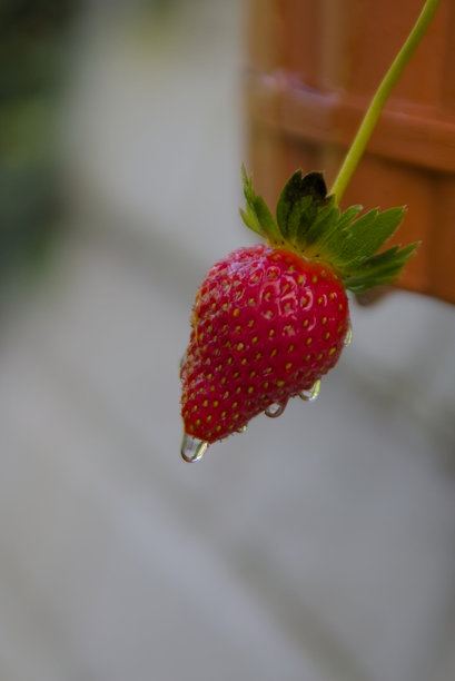 可爱的草莓上沾着露珠的图片图片下载