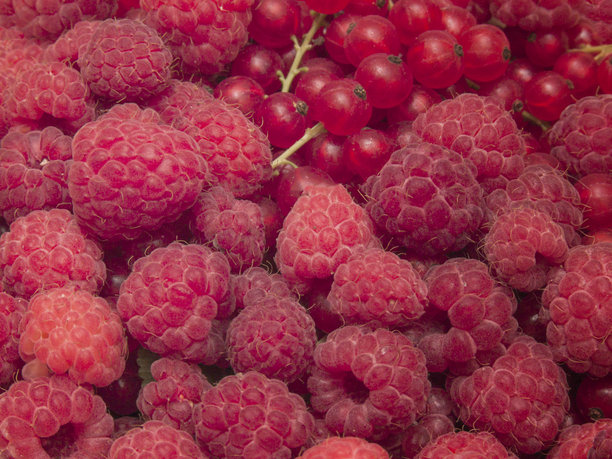 这张照片展示了在家用有机农业种植的红莓和红醋栗的特写。浆果鲜红，看起来新鲜多汁。图片下载