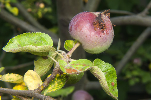 这张照片展示了一颗有机种植的苹果，虽然没有使用化学品，但因病虫害而受损。苹果呈红绿色，表面有黑点。苹果树的叶子也显示出受损的迹象。图片下载