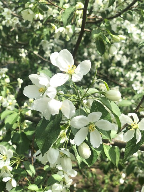 苹果树白色花朵特写。春季主题照片，适合用作壁纸、社交媒体或横幅。图片下载