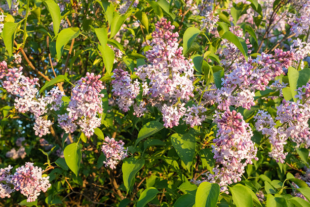 普通紫丁香（Syringa vulgaris）春季花园中芳香的紫色花朵和郁郁葱葱的绿叶，适用于出版、海报、日历、帖子、屏保、壁纸、明信片、封面。高质量照片图片下载