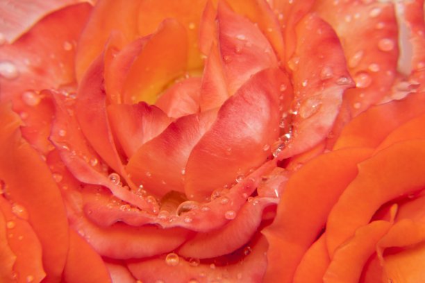 这张照片展示了一朵粉色玫瑰的特写，花瓣上沾满了露珠。细腻的花瓣营造出丰盈的效果。图片下载