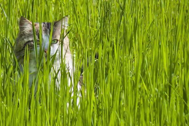 这张照片展示了一只猫坐在有机维生素猫草中。动物藏在绿色的叶子之间。图片下载