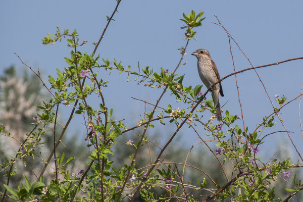 这张照片展示了一只坐在树枝上的伯劳鸟，周围环绕着绿色的叶子。鸟的颜色是灰褐色的。图片下载