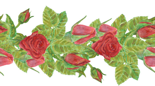 水彩红玫瑰花横向边框。无缝图案。重复设计。非常适合婚礼邀请、贺卡、文具。手绘花卉插图，独立于白色背景。图片下载